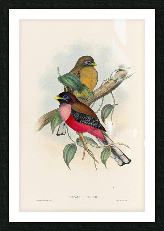 John Gould trogons 022 Picture Frame print