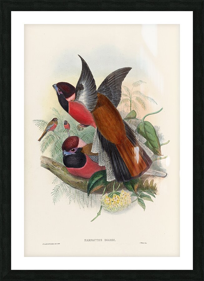 John Gould trogons 034 Picture Frame print