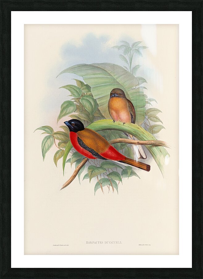John Gould trogons 012 Picture Frame print