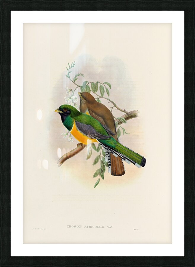 John Gould trogons 040 Picture Frame print
