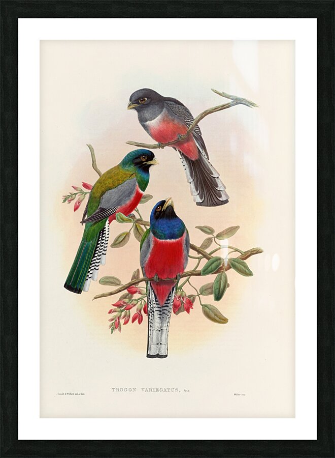 John Gould trogons 042 Picture Frame print