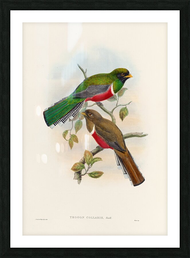 John Gould trogons 041 Picture Frame print