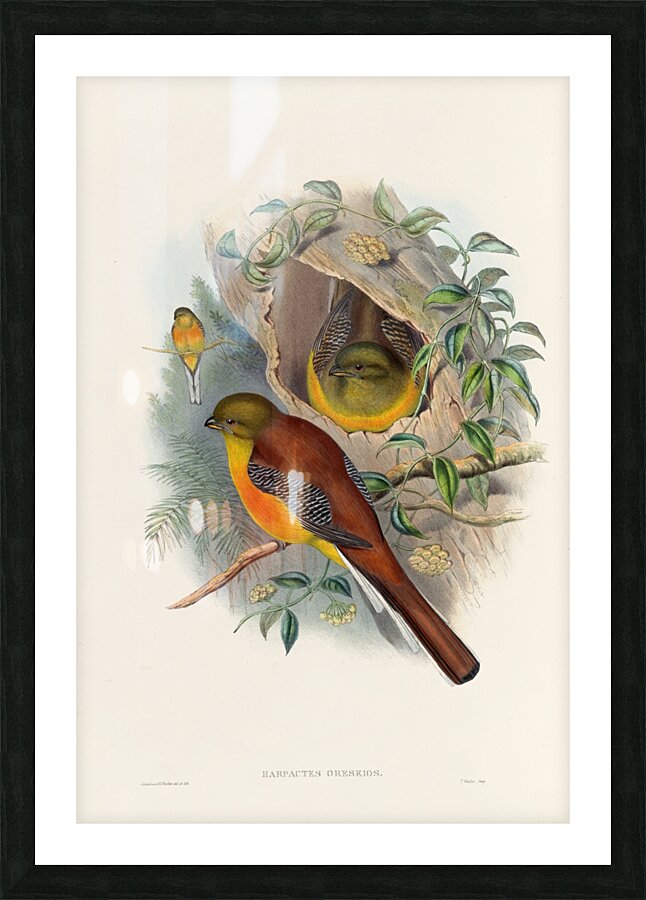 John Gould trogons 026 Picture Frame print