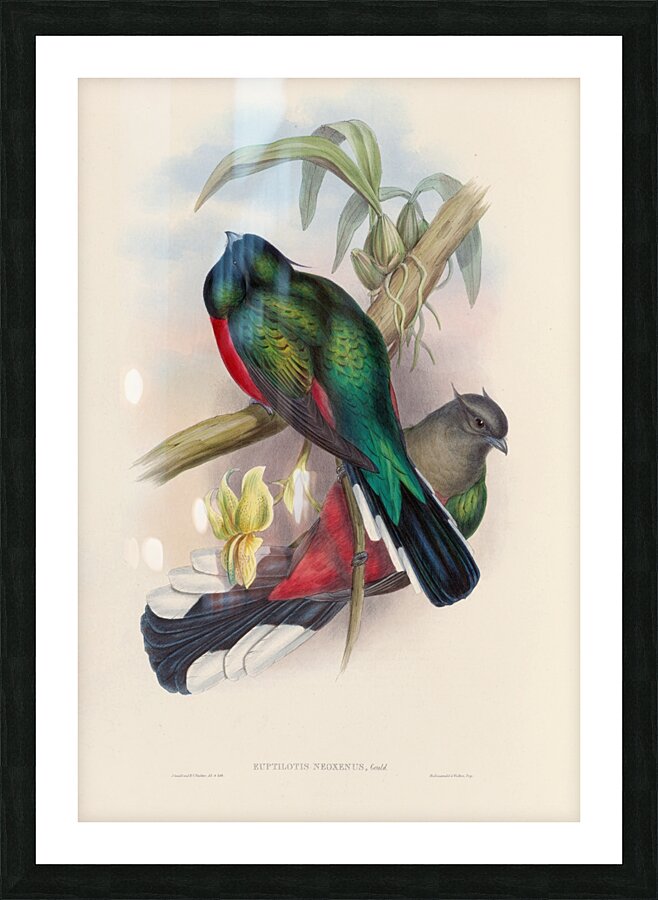 John Gould trogons 004 Picture Frame print
