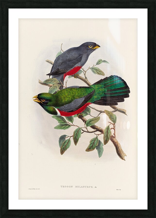 John Gould trogons 033 Picture Frame print