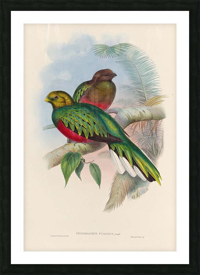John Gould trogons 002 Picture Frame print