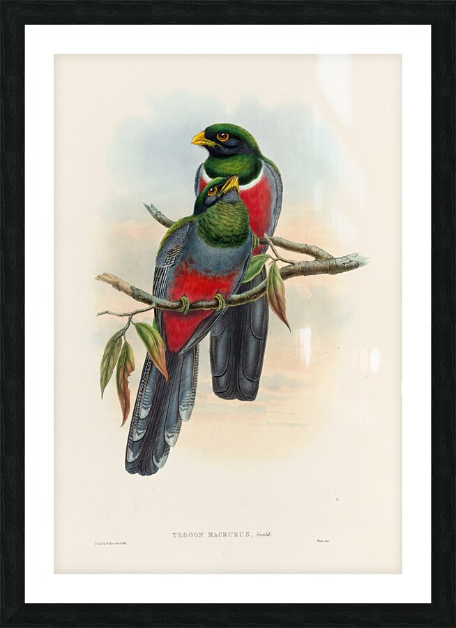 John Gould trogons 044 Picture Frame print