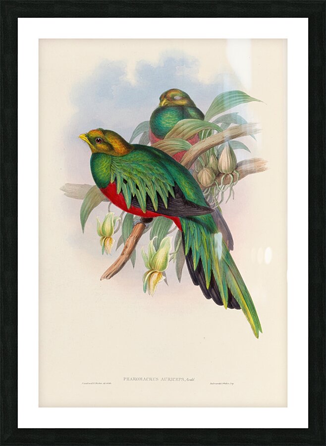 John Gould trogons 003 Picture Frame print