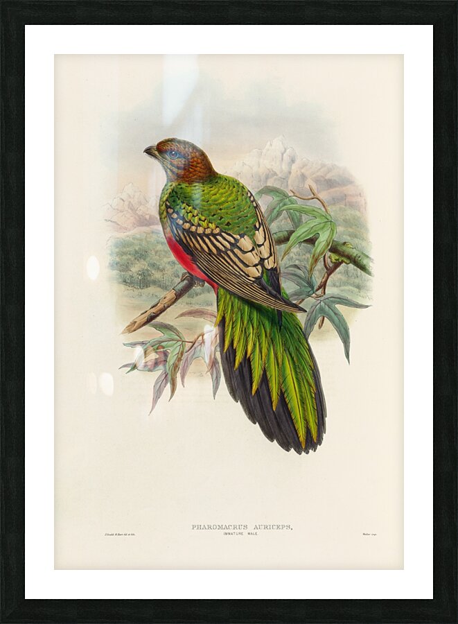 John Gould trogons 038 Picture Frame print