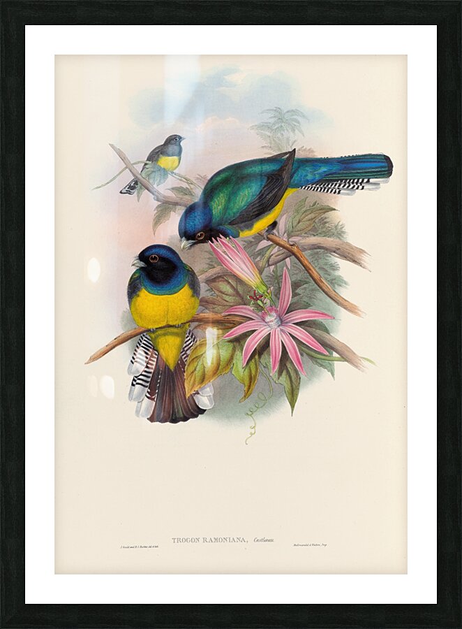 John Gould trogons 008 Picture Frame print