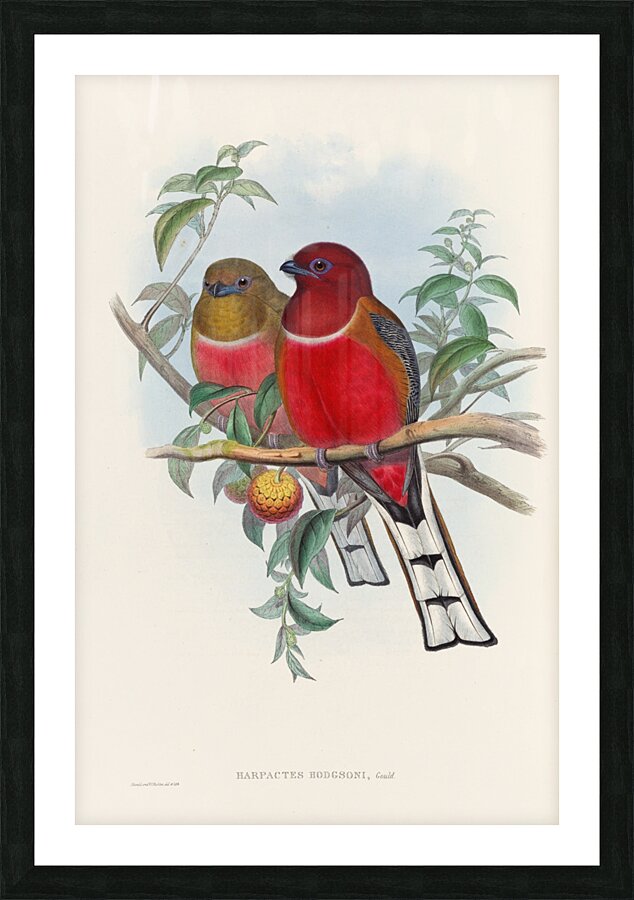John Gould trogons 021 Picture Frame print