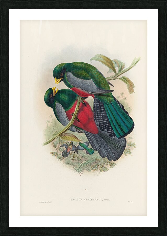John Gould trogons 029 Picture Frame print