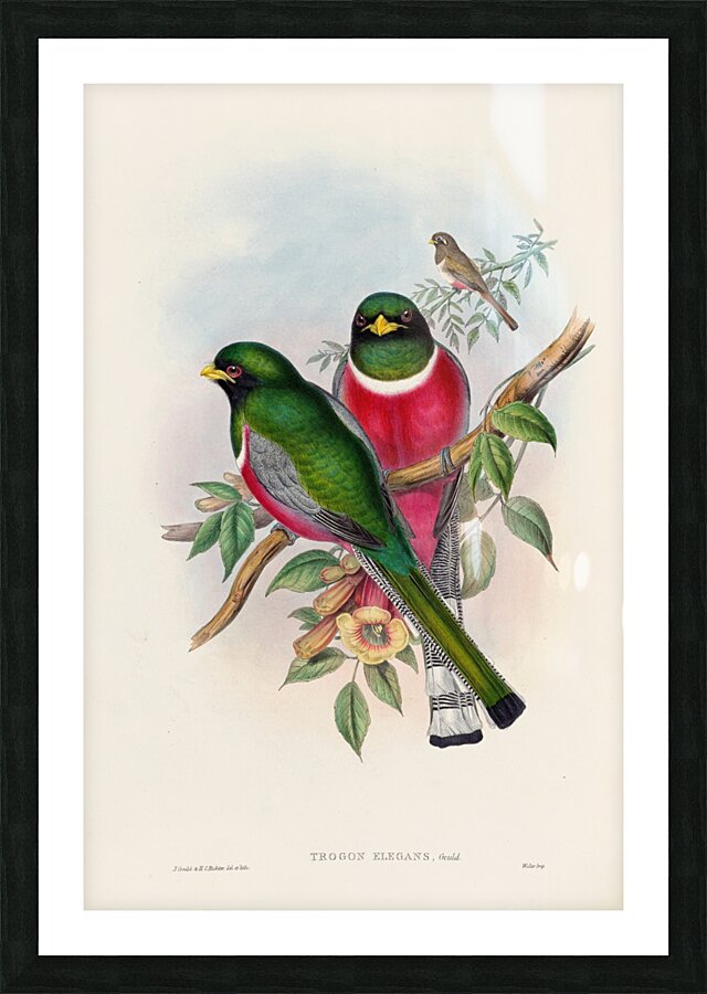 John Gould trogons 016 Picture Frame print