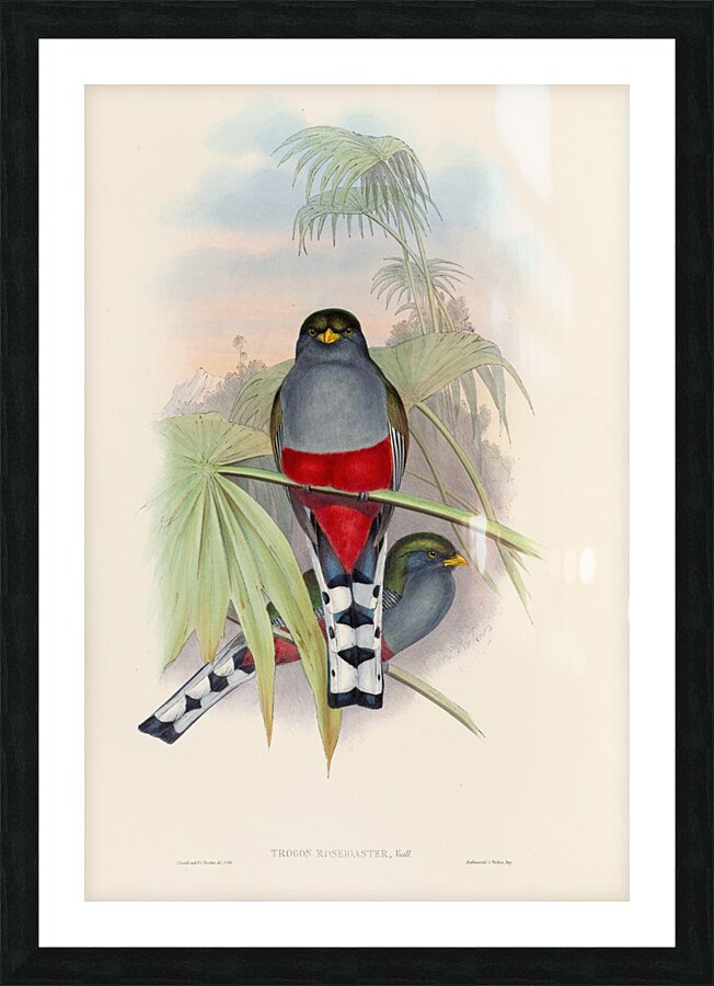 John Gould trogons 010 Picture Frame print