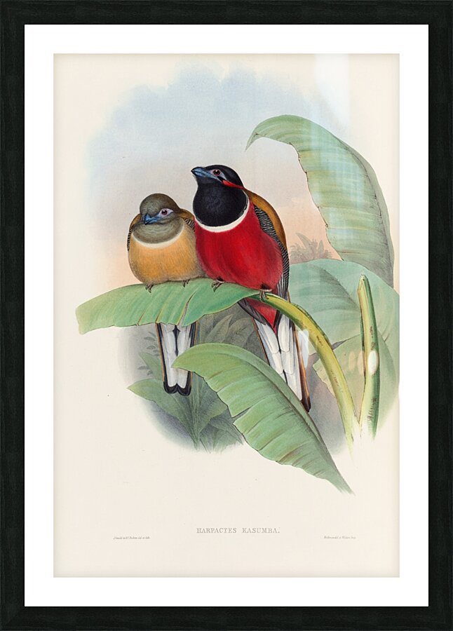John Gould trogons 023 Picture Frame print