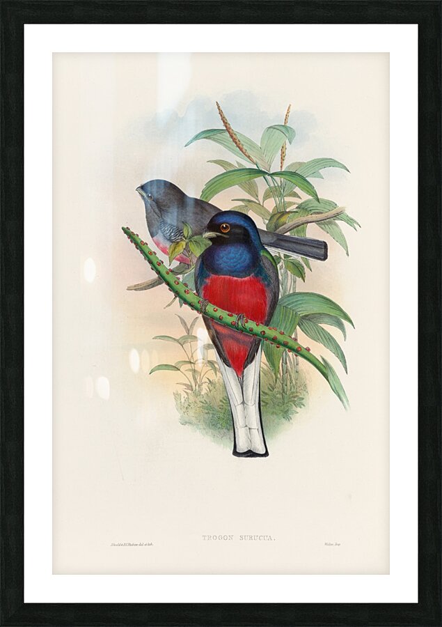 John Gould trogons 017 Picture Frame print