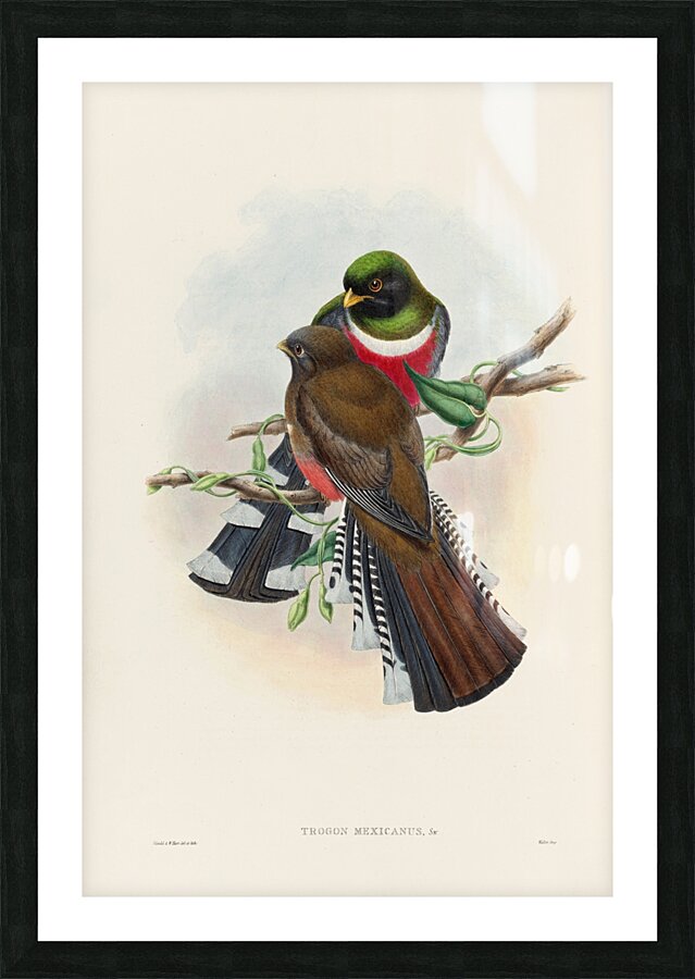 John Gould trogons 028 Picture Frame print