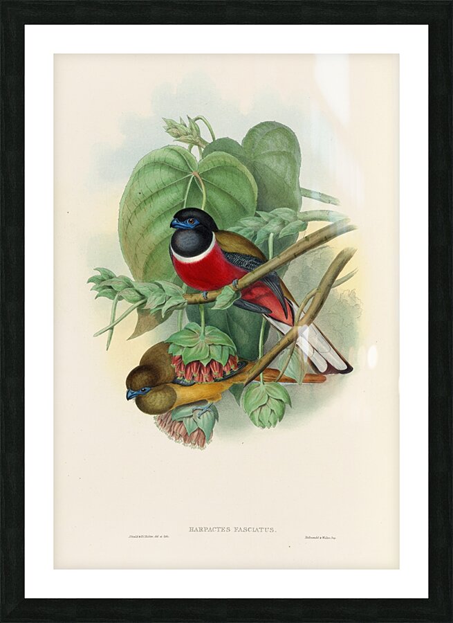 John Gould trogons 035 Picture Frame print