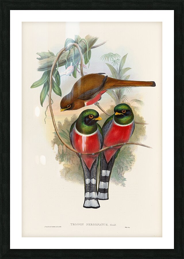 John Gould trogons 032 Picture Frame print