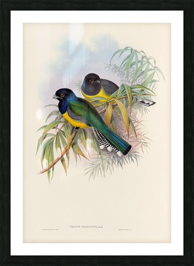 John Gould trogons 009 Picture Frame print