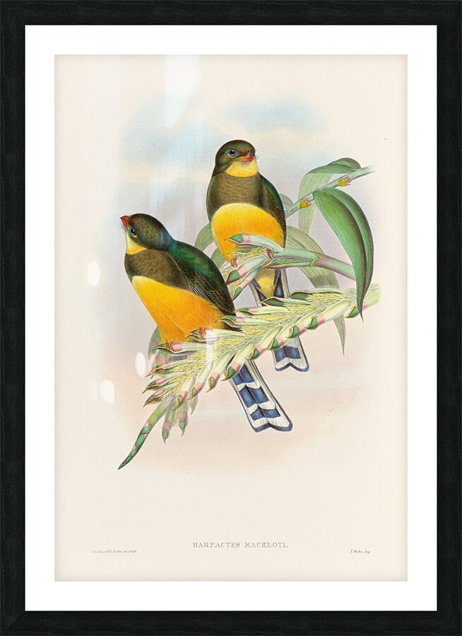 John Gould trogons 025 Picture Frame print