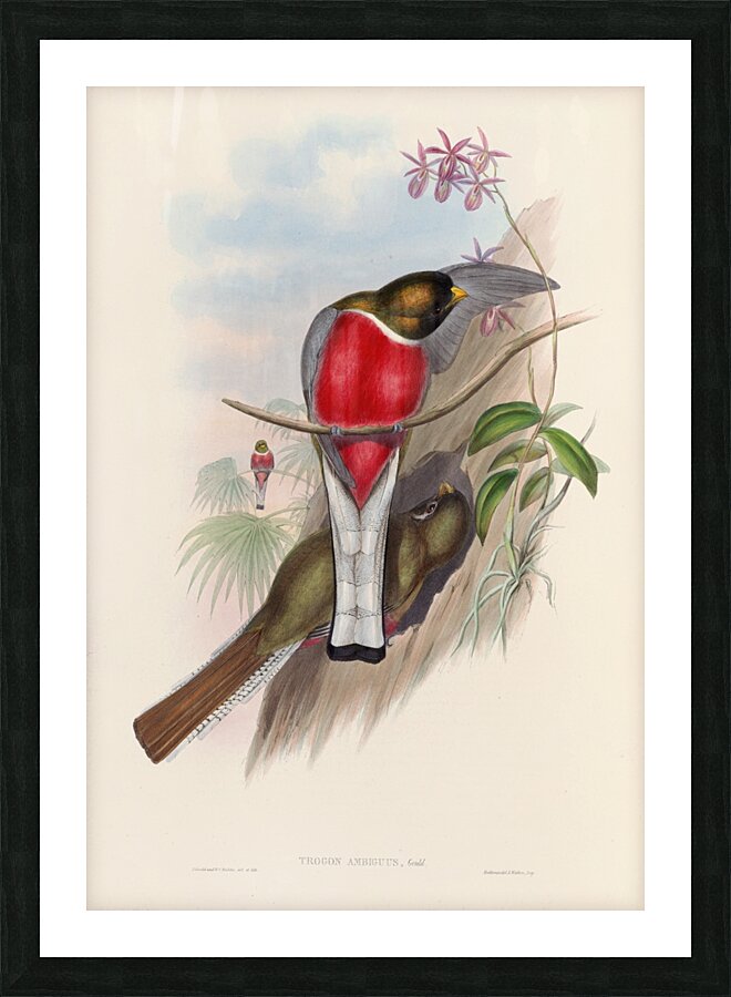 John Gould trogons 011 Picture Frame print