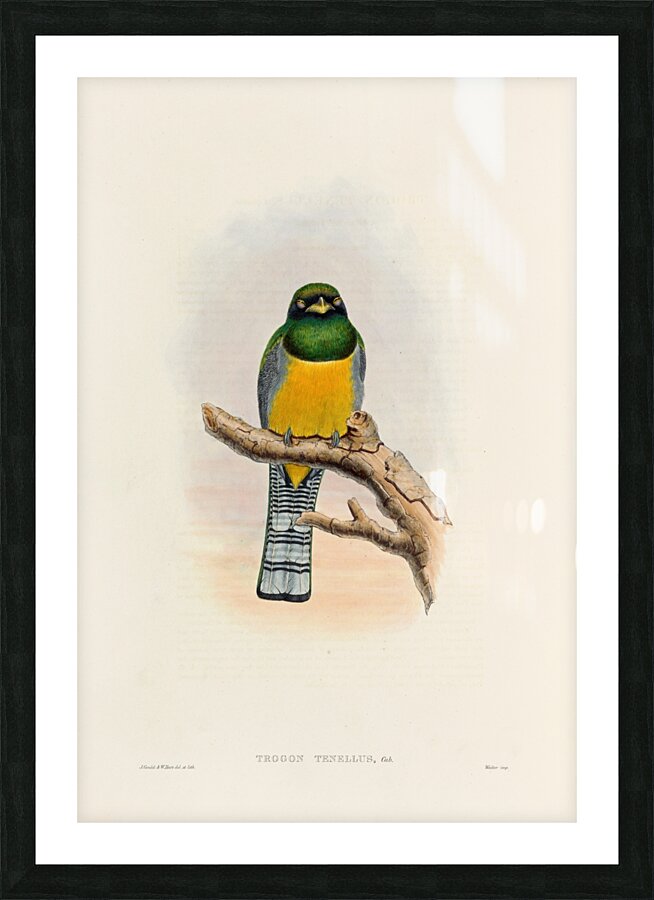 John Gould trogons 039 Picture Frame print