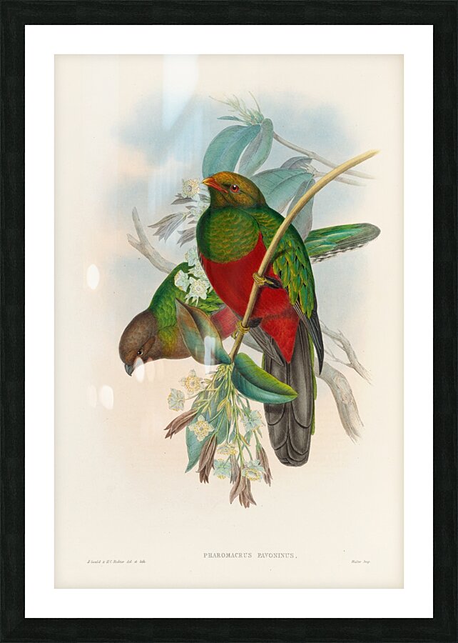 John Gould trogons 014 Picture Frame print
