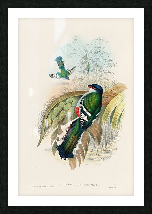 John Gould trogons 015 Picture Frame print
