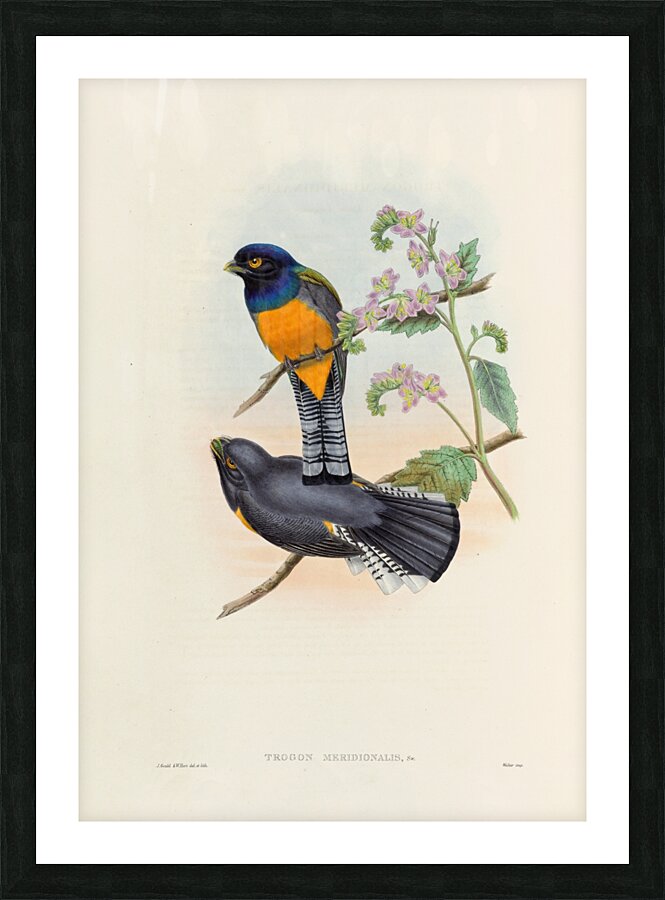 John Gould trogons 046 Picture Frame print
