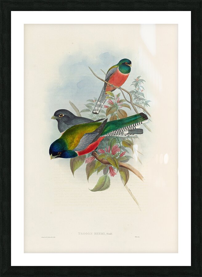 John Gould trogons 043 Picture Frame print