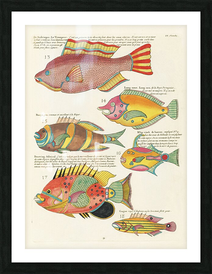 Colourful and surreal illustrations of fishes found in Moluccas Indonesia and the East Indies by Louis Renard 1678 -1746 from Histoire naturelle des plus rares curiositez de la mer des Indes 1754. Picture Frame print