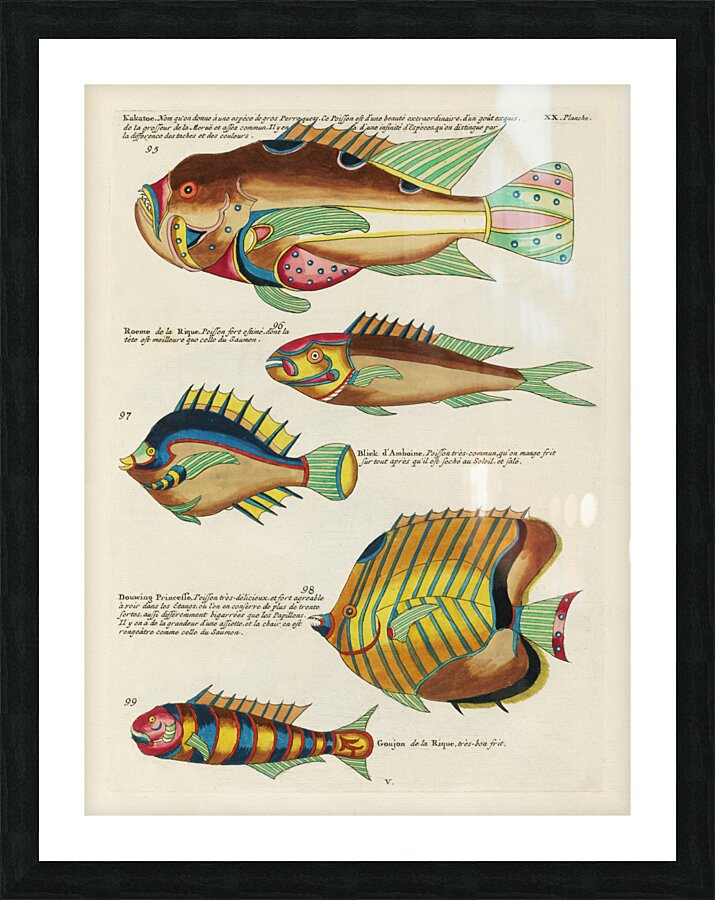 Colourful and surreal illustrations of fishes found in Moluccas Indonesia and the East Indies by Louis Renard 1678 -1746 from Histoire naturelle des plus rares curiositez de la mer des Indes 1754. Picture Frame print