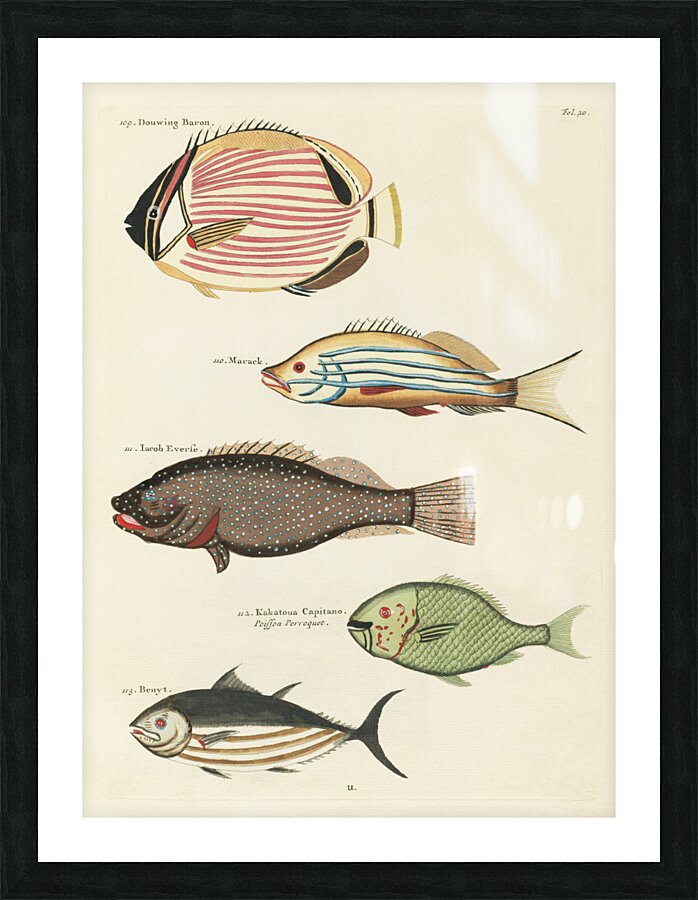 Colourful and surreal illustrations of fishes found in Moluccas Indonesia and the East Indies by Louis Renard 1678 -1746 from Histoire naturelle des plus rares curiositez de la mer des Indes 1754. Picture Frame print
