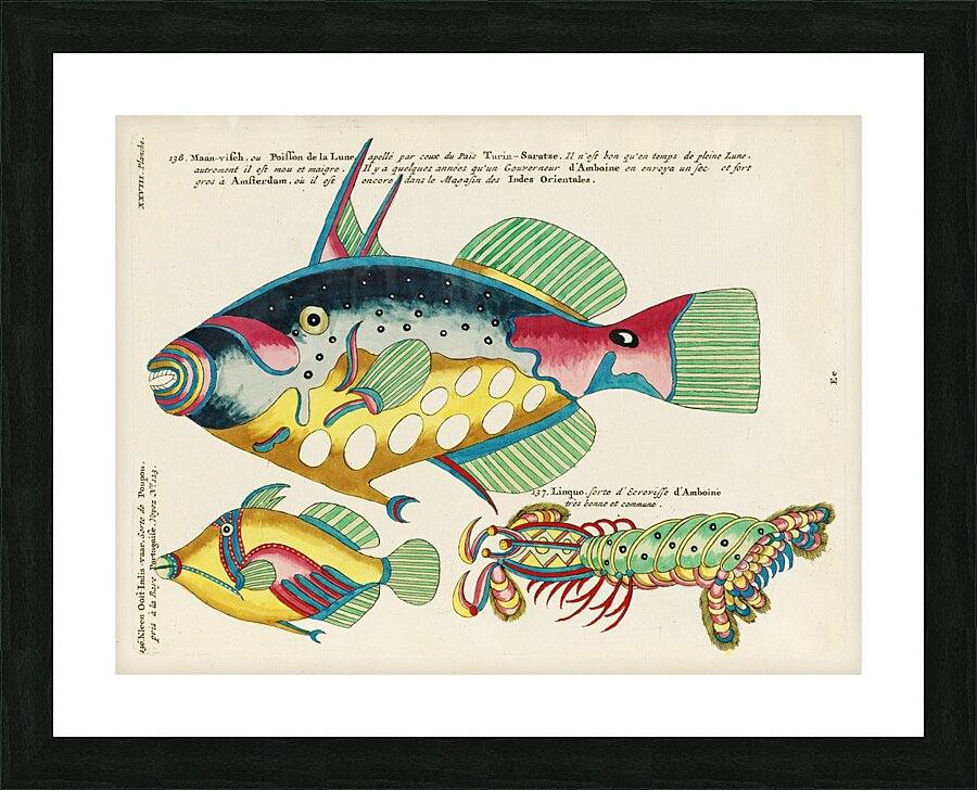 Colourful and surreal illustrations of maribe life found in Moluccas Indonesia and the East Indies by Louis Renard 1678 -1746 from Histoire naturelle des plus rares curiositez de la mer des Indes 1754. Picture Frame print