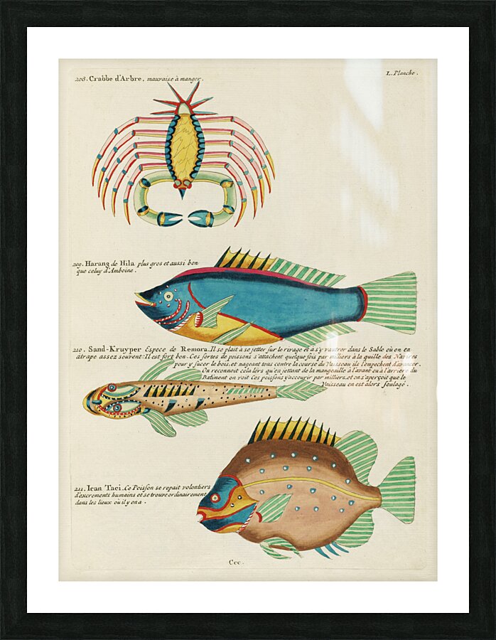 Colourful and surreal illustrations of fishes and crab found in Moluccas Indonesia and the East Indies by Louis Renard 1678 -1746 from Histoire naturelle des plus rares curiositez de la mer des Indes 1754. Picture Frame print