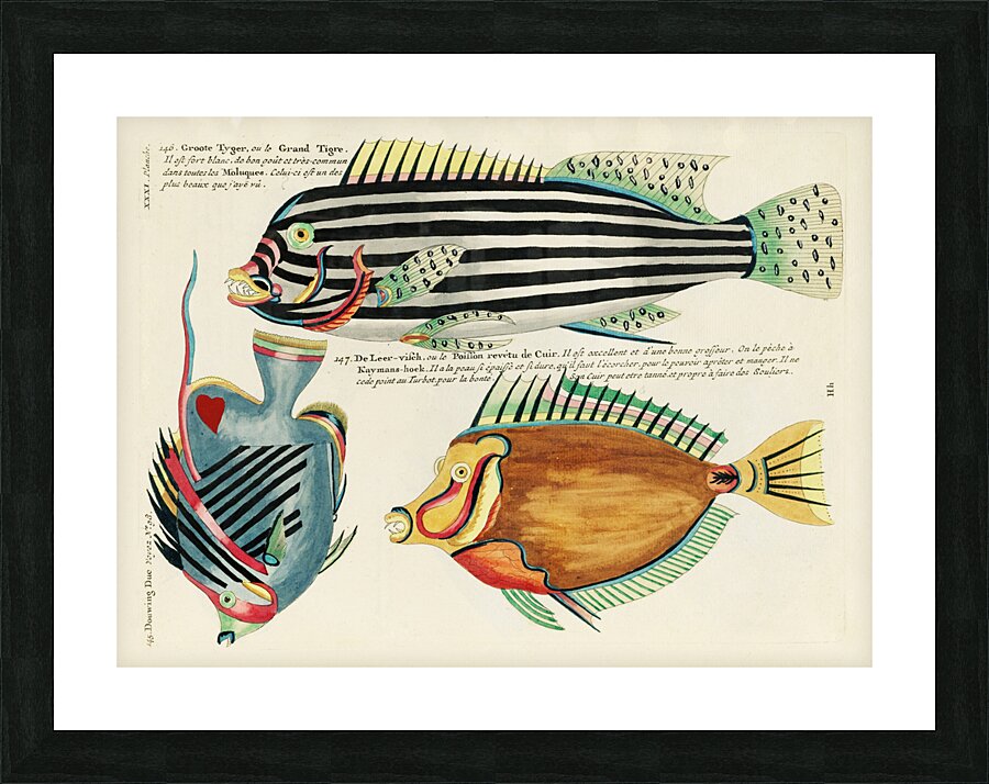 Colourful and surreal illustrations of fishes found in Moluccas Indonesia and the East Indies by Louis Renard 1678 -1746 from Histoire naturelle des plus rares curiositez de la mer des Indes 1754. Picture Frame print