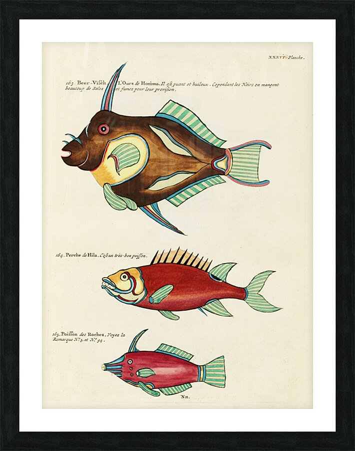 Colourful and surreal illustrations of fishes found in Moluccas Indonesia and the East Indies by Louis Renard 1678 -1746 from Histoire naturelle des plus rares curiositez de la mer des Indes 1754. Picture Frame print
