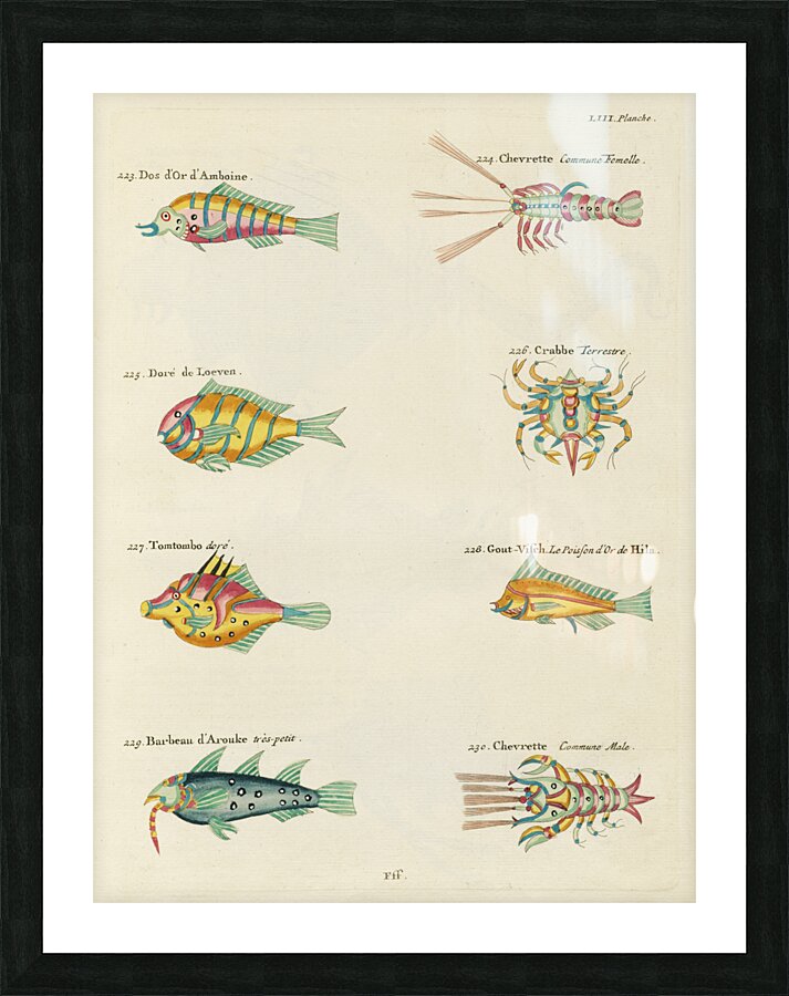 Colourful and surreal illustrations of fishes lobsters and crab found in Moluccas Indonesia and the East Indies by Louis Renard 1678 -1746 from Histoire naturelle des plus rares curiositez de la mer des Indes 1754. Picture Frame print