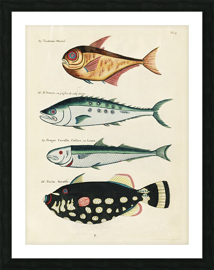 Colourful and surreal illustrations of fishes found in Moluccas Indonesia and the East Indies by Louis Renard 1678 -1746 from Histoire naturelle des plus rares curiositez de la mer des Indes 1754. Picture Frame print