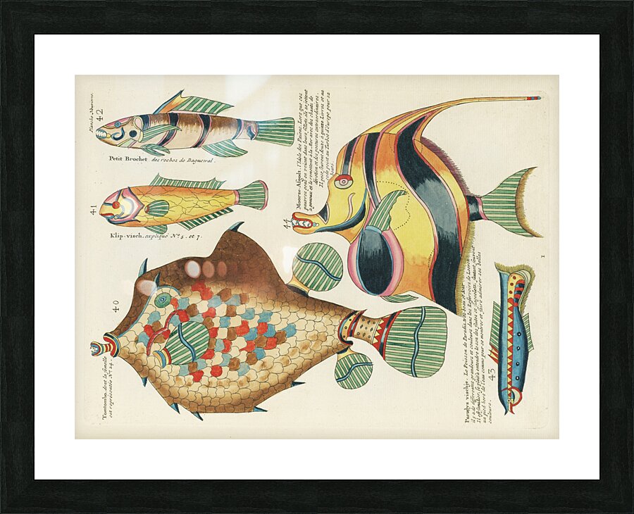 Colourful and surreal illustrations of fishes found in Moluccas Indonesia and the East Indies by Louis Renard 1678 -1746 from Histoire naturelle des plus rares curiositez de la mer des Indes 1754. Picture Frame print