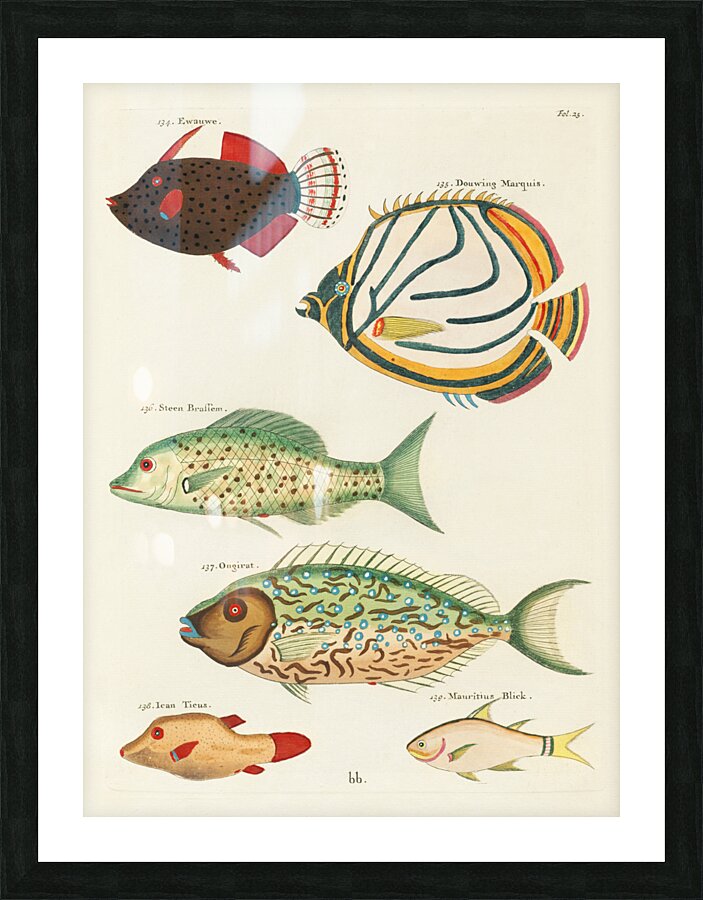 Colourful and surreal illustrations of fishes found in Moluccas Indonesia and the East Indies by Louis Renard 1678 -1746 from Histoire naturelle des plus rares curiositez de la mer des Indes 1754. Picture Frame print