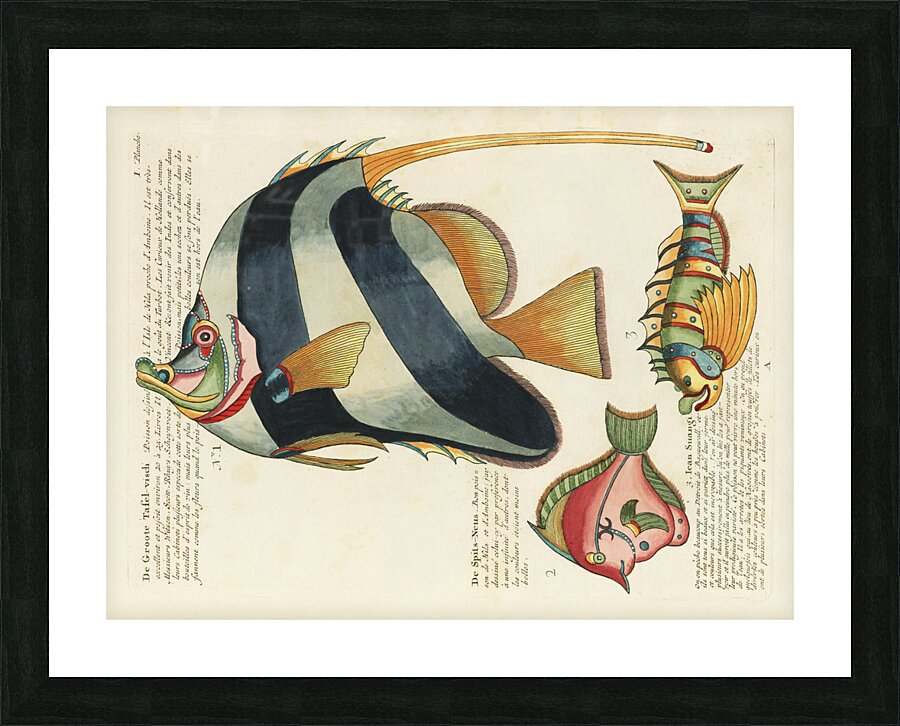 Colourful and surreal illustrations of fishes found in Moluccas Indonesia and the East Indies by Louis Renard 1678 -1746 from Histoire naturelle des plus rares curiositez de la mer des Indes 1754. Picture Frame print