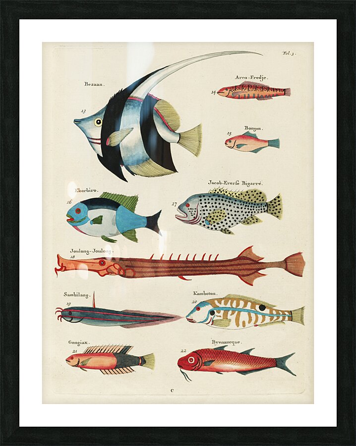 Colourful and surreal illustrations of fishes found in Moluccas Indonesia and the East Indies by Louis Renard 1678 -1746 from Histoire naturelle des plus rares curiositez de la mer des Indes 1754. Picture Frame print