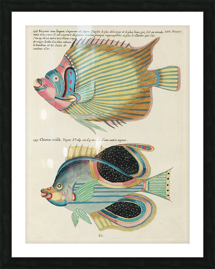 Colourful and surreal illustrations of fishes found in Moluccas Indonesia and the East Indies by Louis Renard 1678 -1746 from Histoire naturelle des plus rares curiositez de la mer des Indes 1754. Picture Frame print
