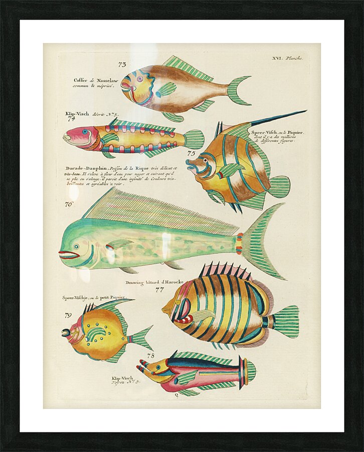 Colourful and surreal illustrations of fishes found in Moluccas Indonesia and the East Indies by Louis Renard 1678 -1746 from Histoire naturelle des plus rares curiositez de la mer des Indes 1754. Picture Frame print
