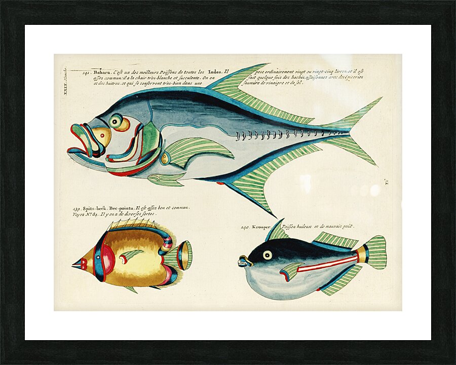Colourful and surreal illustrations of fishes found in Moluccas Indonesia and the East Indies by Louis Renard 1678 -1746 from Histoire naturelle des plus rares curiositez de la mer des Indes 1754. Picture Frame print