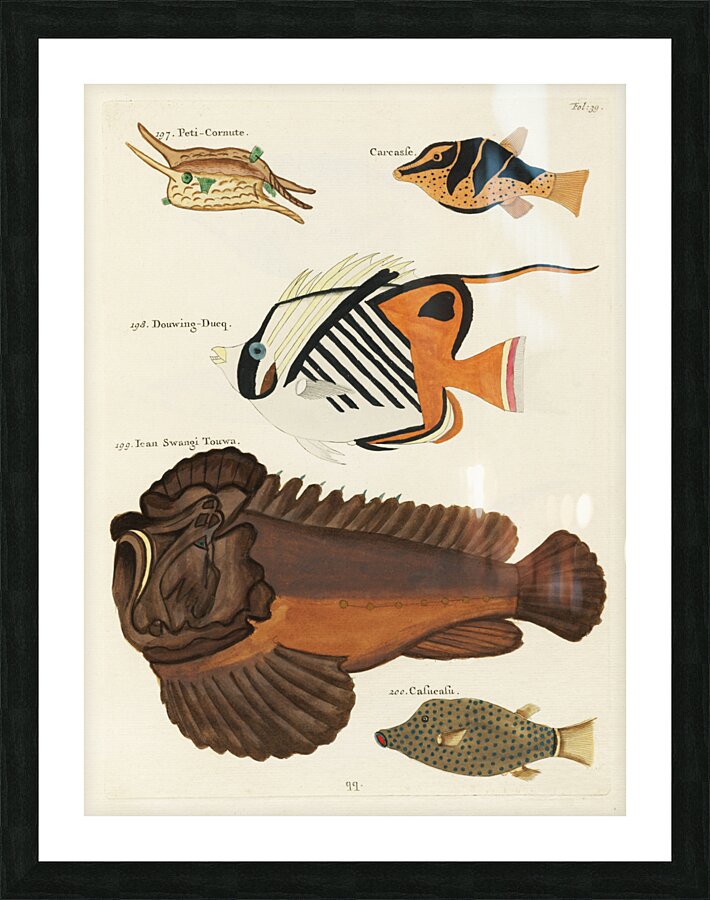 Colourful and surreal illustrations of fishes found in Moluccas Indonesia and the East Indies by Louis Renard 1678 -1746 from Histoire naturelle des plus rares curiositez de la mer des Indes 1754. Picture Frame print