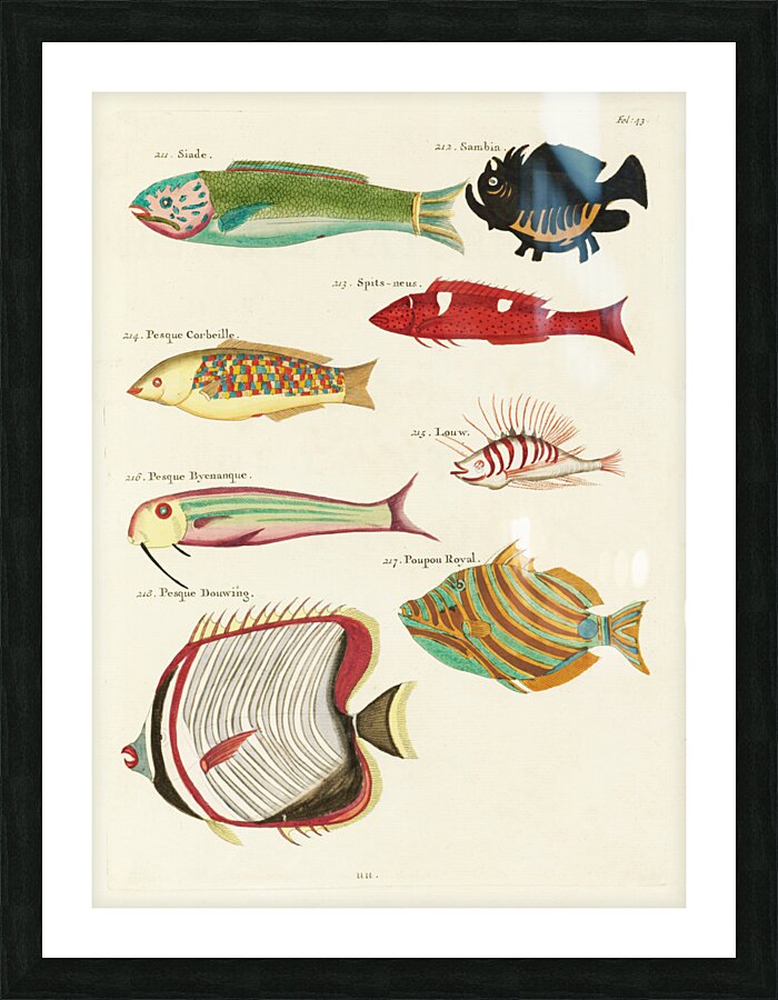 Colourful and surreal illustrations of fishes found in Moluccas Indonesia and the East Indies by Louis Renard 1678 -1746 from Histoire naturelle des plus rares curiositez de la mer des Indes 1754. Picture Frame print