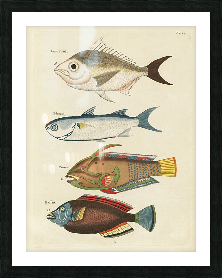 Colourful and surreal illustrations of fishes found in Moluccas Indonesia and the East Indies by Louis Renard 1678 -1746 from Histoire naturelle des plus rares curiositez de la mer des Indes 1754. Picture Frame print